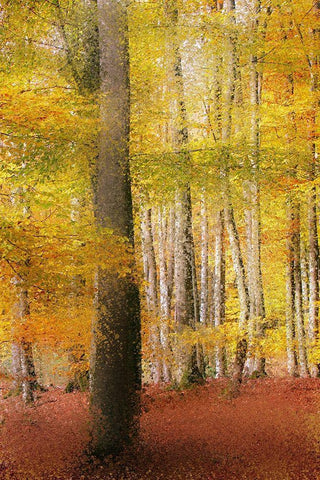 Golden Days White Modern Wood Framed Art Print with Double Matting by Kimberly, Allen