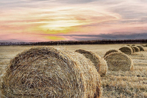 Farmers Harvest Black Ornate Wood Framed Art Print with Double Matting by Kimberly, Allen