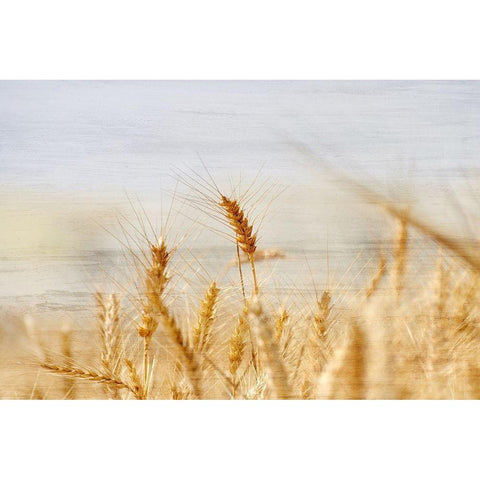 The Harvest White Modern Wood Framed Art Print by Kimberly, Allen