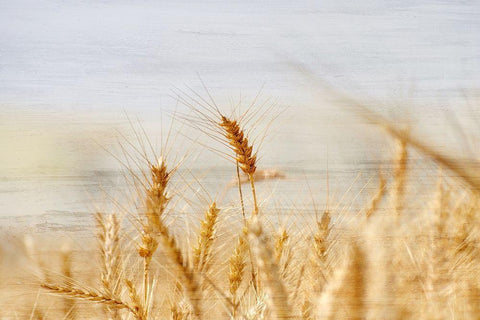 The Harvest White Modern Wood Framed Art Print with Double Matting by Kimberly, Allen