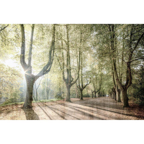 Sunlight Streams Black Modern Wood Framed Art Print with Double Matting by Kimberly, Allen