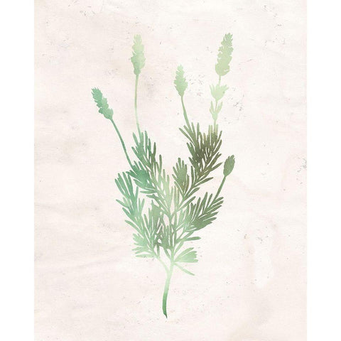 Watercolor Herb 4 White Modern Wood Framed Art Print by Kimberly, Allen