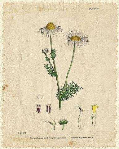 Mayweed 1 White Modern Wood Framed Art Print with Double Matting by Kimberly, Allen