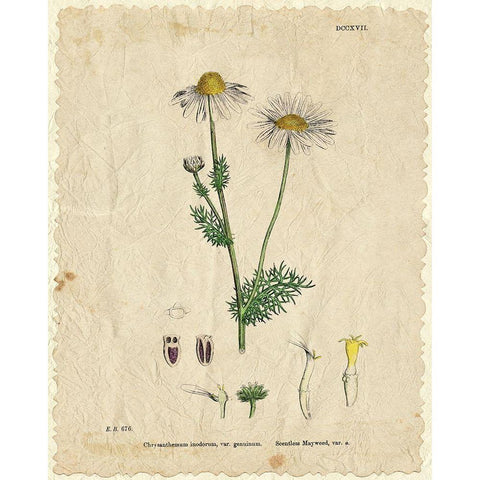 Mayweed 1 White Modern Wood Framed Art Print by Kimberly, Allen
