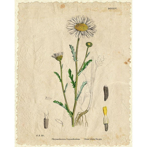 Mayweed 2 Black Modern Wood Framed Art Print with Double Matting by Kimberly, Allen