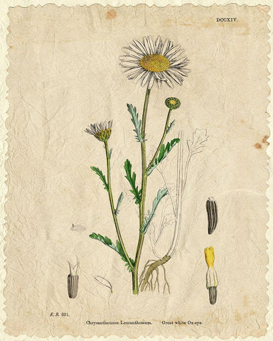 Mayweed 2 White Modern Wood Framed Art Print with Double Matting by Kimberly, Allen