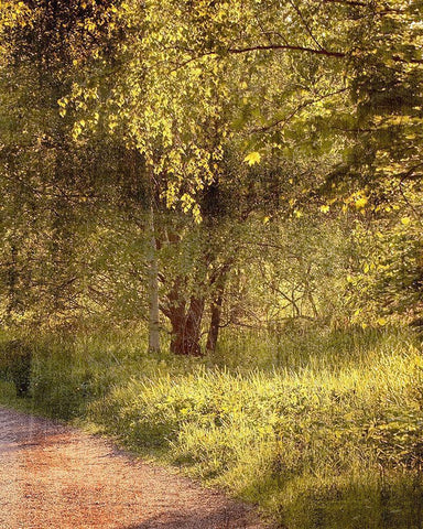 Sunlit Path 2 White Modern Wood Framed Art Print with Double Matting by Kimberly, Allen