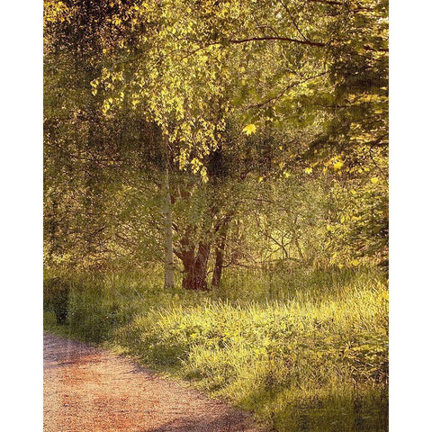 Sunlit Path 2 Black Modern Wood Framed Art Print by Kimberly, Allen