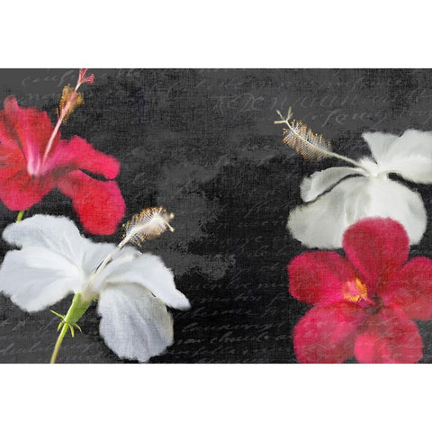 Red and White Hibiscus Black Modern Wood Framed Art Print with Double Matting by Kimberly, Allen