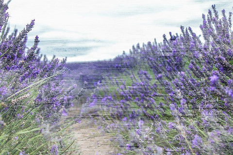 Lavender Field White Modern Wood Framed Art Print with Double Matting by Allen, Kimberly