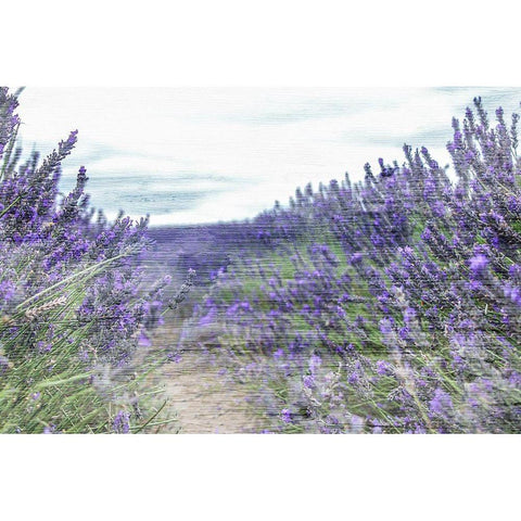 Lavender Field White Modern Wood Framed Art Print by Allen, Kimberly