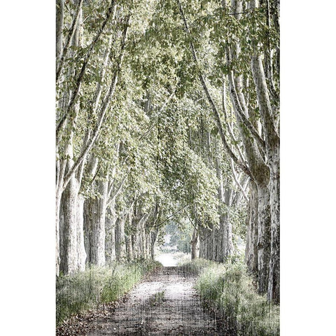 Covered Path White Modern Wood Framed Art Print by Kimberly, Allen