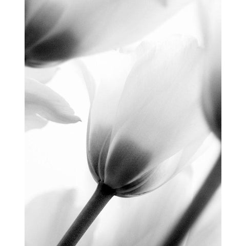 Black and White Tulip 2 White Modern Wood Framed Art Print by Kimberly, Allen