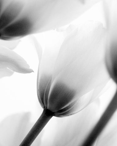 Black and White Tulip 2 White Modern Wood Framed Art Print with Double Matting by Kimberly, Allen