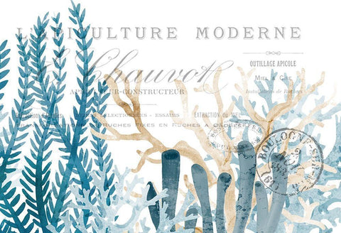 Coral Cove Blue 1 Black Ornate Wood Framed Art Print with Double Matting by Kimberly, Allen