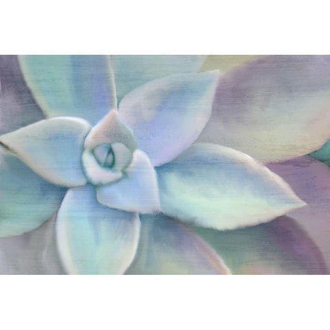 Succulent Center White Modern Wood Framed Art Print by Kimberly, Allen