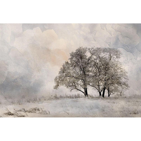 Winter Frost 2 White Modern Wood Framed Art Print by Allen, Kimberly