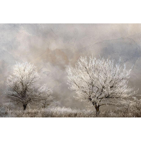 Winter Frost White Modern Wood Framed Art Print by Kimberly, Allen