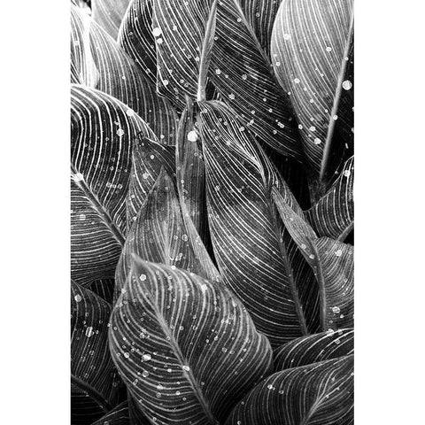 Midnight Palm Leaves 1 bw Black Modern Wood Framed Art Print with Double Matting by Allen, Kimberly