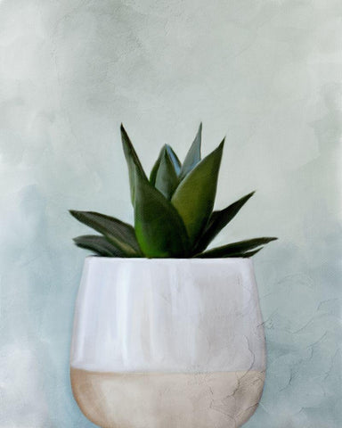 Potted Succulent 2 White Modern Wood Framed Art Print with Double Matting by Allen, Kimberly