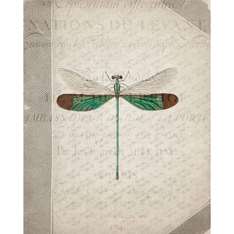 Dragonfly Book 2 Black Modern Wood Framed Art Print with Double Matting by Allen, Kimberly