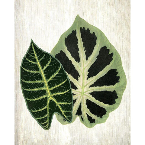 Botanical Greens 2 Black Modern Wood Framed Art Print with Double Matting by Allen, Kimberly