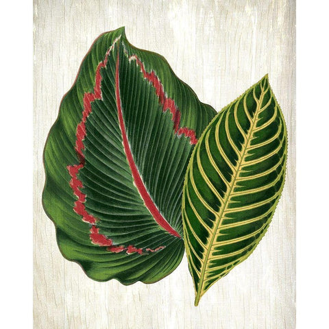 Botanical Greens 3 Black Modern Wood Framed Art Print with Double Matting by Allen, Kimberly