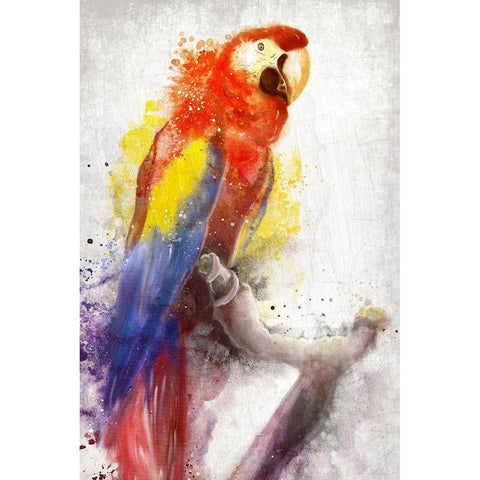 MaCaw White Modern Wood Framed Art Print by Allen, Kimberly