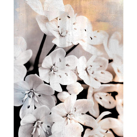 Leek Blossoms 2 White Modern Wood Framed Art Print by Allen, Kimberly