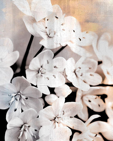 Leek Blossoms 2 White Modern Wood Framed Art Print with Double Matting by Allen, Kimberly