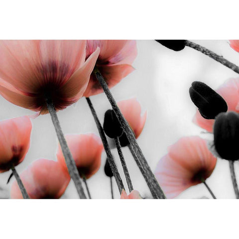 Pink Poppies Gold Ornate Wood Framed Art Print with Double Matting by Allen, Kimberly