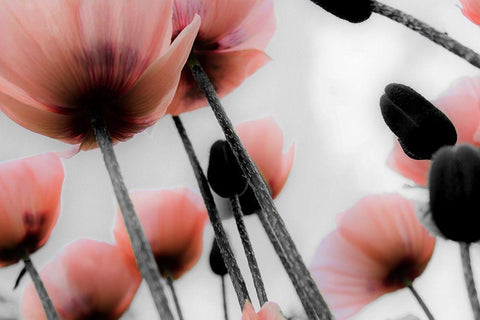 Pink Poppies Black Ornate Wood Framed Art Print with Double Matting by Allen, Kimberly