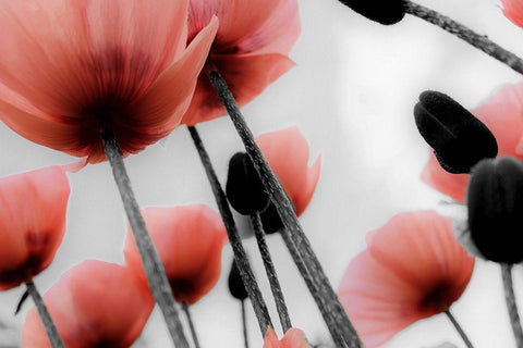 Red Poppies White Modern Wood Framed Art Print with Double Matting by Allen, Kimberly