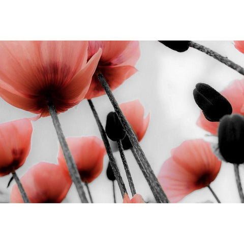 Red Poppies Black Modern Wood Framed Art Print with Double Matting by Allen, Kimberly