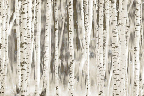 Birches White Modern Wood Framed Art Print with Double Matting by Allen, Kimberly