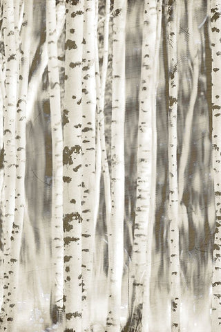 Birches 2 Black Ornate Wood Framed Art Print with Double Matting by Allen, Kimberly