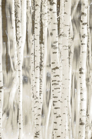 Birches 3 Black Ornate Wood Framed Art Print with Double Matting by Allen, Kimberly