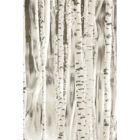 Birches 3 Gold Ornate Wood Framed Art Print with Double Matting by Allen, Kimberly