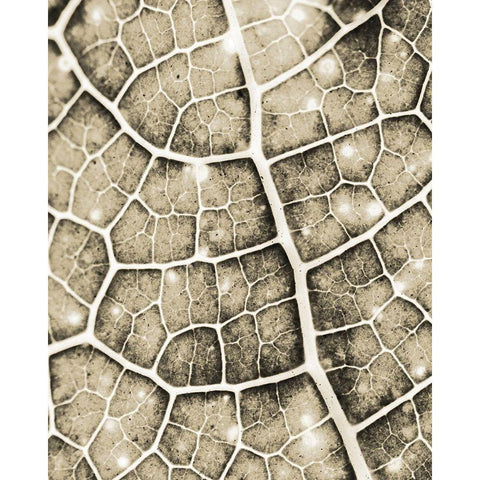 Eco Gold 1 Black Modern Wood Framed Art Print by Allen, Kimberly
