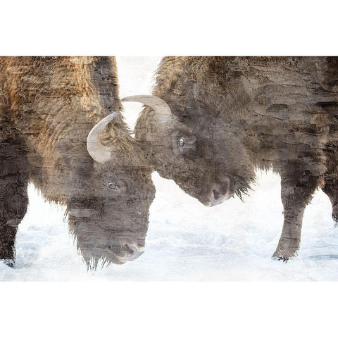 Bison Two White Modern Wood Framed Art Print by Allen, Kimberly