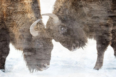 Bison Two White Modern Wood Framed Art Print with Double Matting by Allen, Kimberly