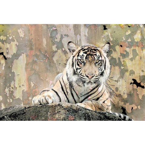 Tiger Love Black Modern Wood Framed Art Print with Double Matting by Allen, Kimberly