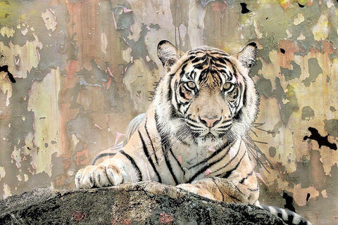 Tiger Love White Modern Wood Framed Art Print with Double Matting by Allen, Kimberly