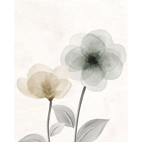 Open Bloom 2 Black Modern Wood Framed Art Print with Double Matting by Allen, Kimberly
