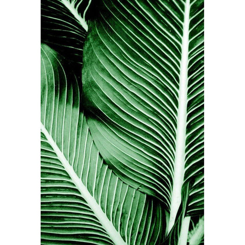 Tropical 1 White Modern Wood Framed Art Print by Allen, Kimberly