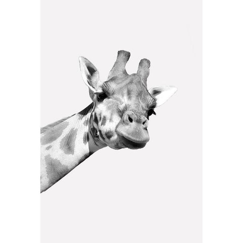 Quirky Giraffes 1 Black Modern Wood Framed Art Print with Double Matting by Allen, Kimberly