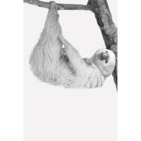 Quirky Sloths 1 Black Modern Wood Framed Art Print with Double Matting by Allen, Kimberly