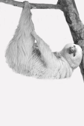 Quirky Sloths 1 Black Ornate Wood Framed Art Print with Double Matting by Allen, Kimberly