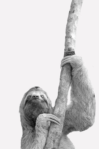 Quirky Sloths 2 White Modern Wood Framed Art Print with Double Matting by Allen, Kimberly