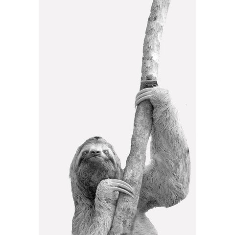 Quirky Sloths 2 Black Modern Wood Framed Art Print with Double Matting by Allen, Kimberly